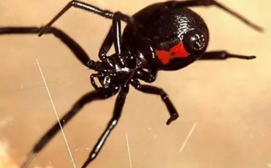 Chintatlahua araña del trasero rojo.