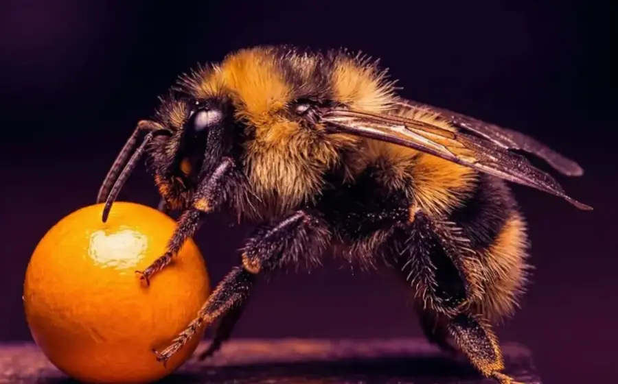 Los insectos demostraron formas básicas de metacognición.