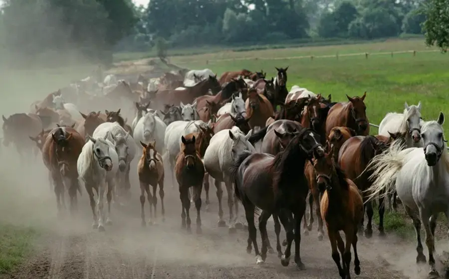Los animales mostraron más estrés al oler sudor asociado al miedo.