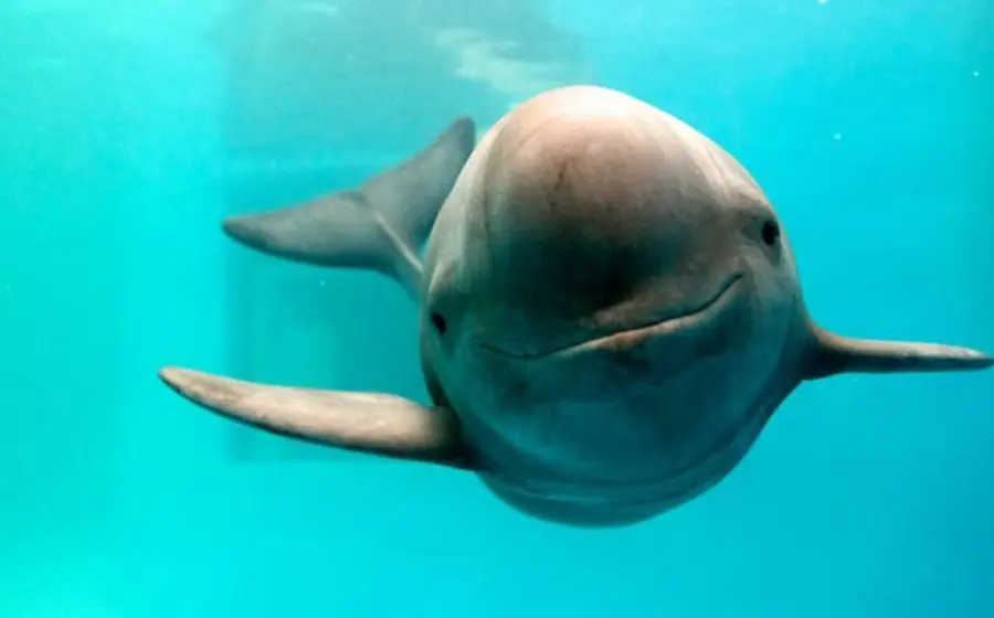 Inician nueva misión para salvar a la vaquita marina en el Golfo de California.