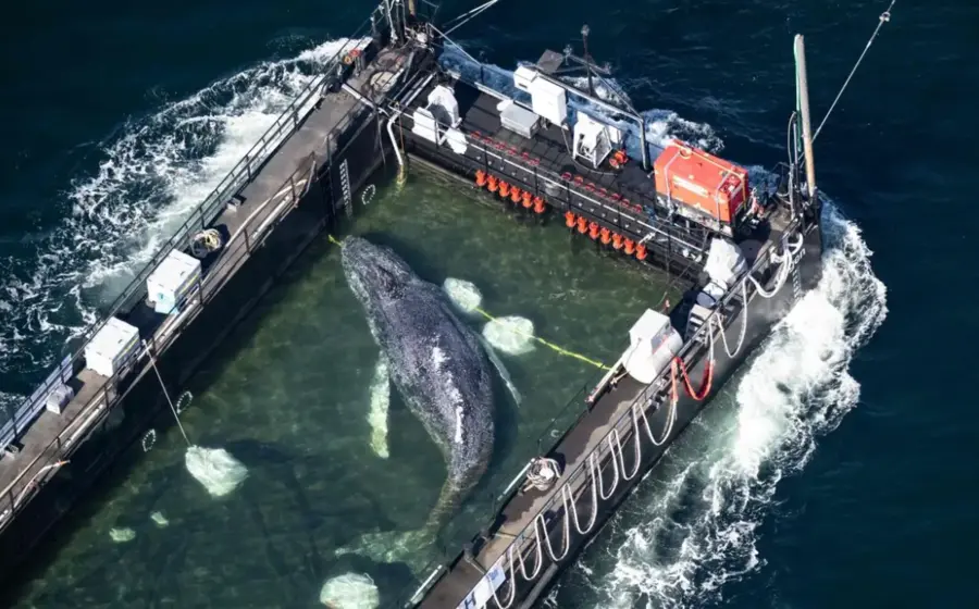 Ballena varada inicia viaje épico hacia el mar del Norte.