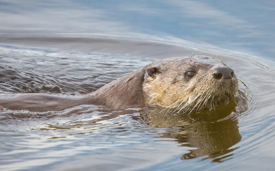 La especie está catalogada como amenazada por norma oficial.