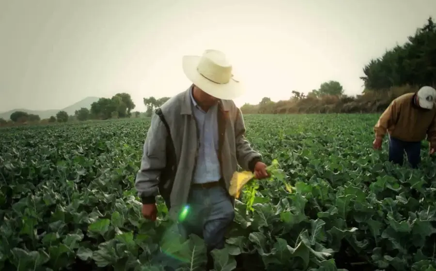 ¡Corre el tiempo! Productores tienen hasta el 29 de mayo para reinscribirse.
