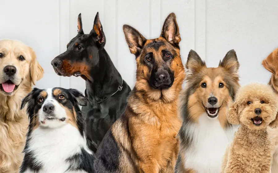 Evidencia sitúa la presencia de perros en Europa hace más de 15,800 años.