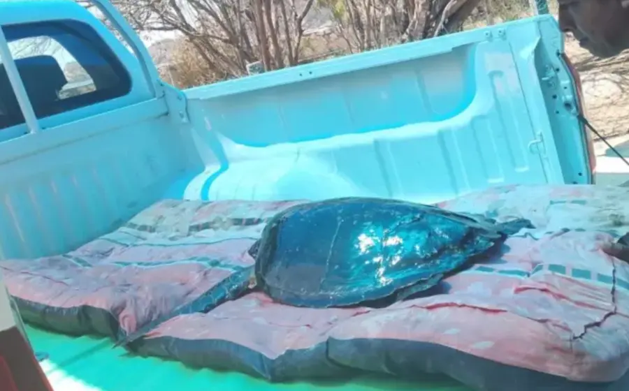  Conanp y especialistas devuelven la vida al océano con rescate exitoso.