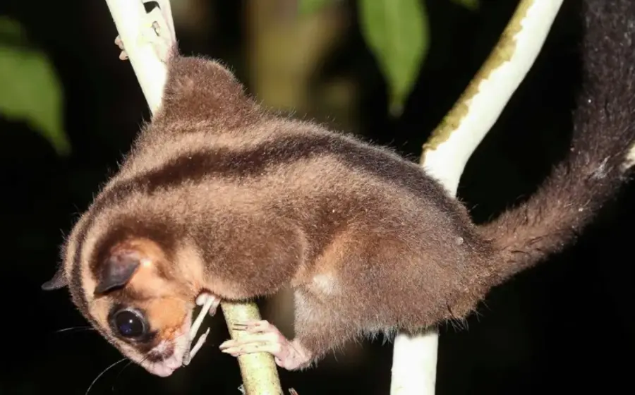 Los animales sobrevivieron en ecosistemas aislados y poco explorados.