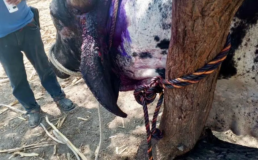 Más de 240 incidencias permanecen bajo atención especializada.arm