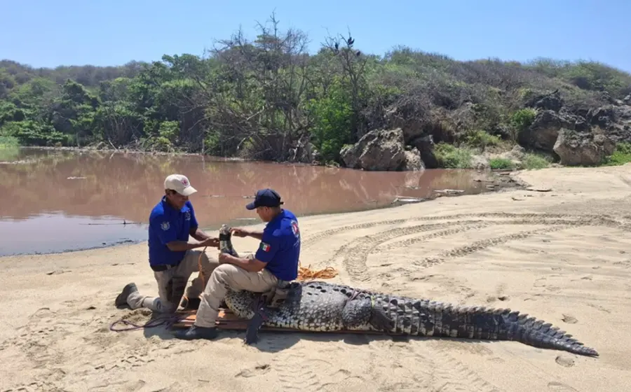 Mar de fondo moviliza a cocodrilos y activa operativos en Oaxaca.