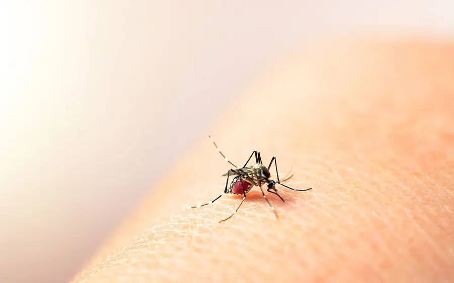 Niño de 6 años muere por dengue grave en el Istmo de Tehuantepec.