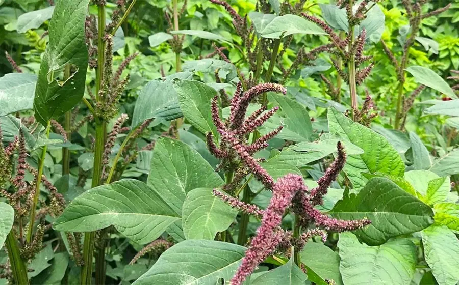 Una selección de las 42 plantas silvestres comestibles descubiertas en la Mixteca Alta, que son clave para la alimentación de las comunidades locales.