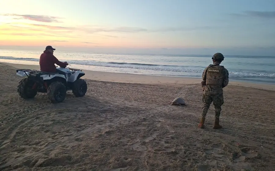 Miles de tortugas marinas cubren la arena de Playa Escobilla durante la arribazón histórica de más de 76 mil especímenes.