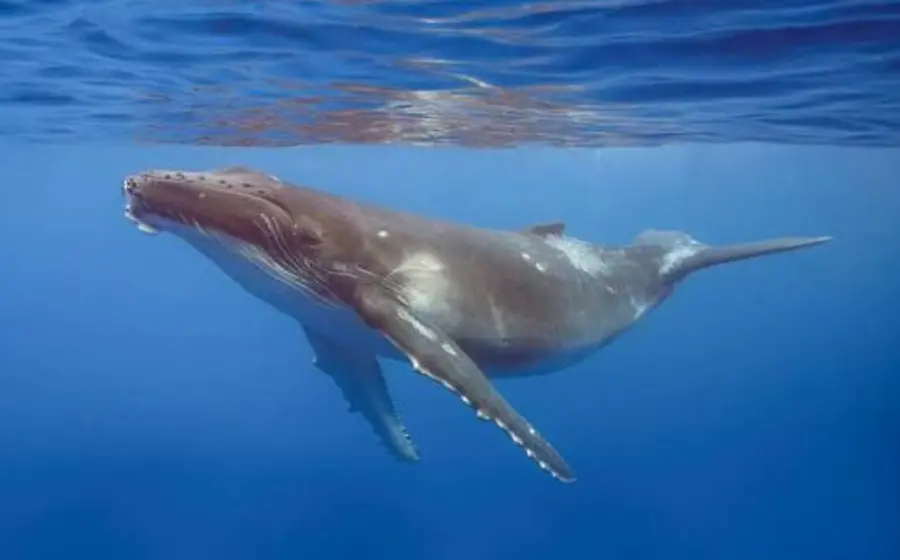 Una impresionante ballena jorobada salta fuera del agua en el océano Pacífico, durante la temporada de avistamiento en las costas de Oaxaca.