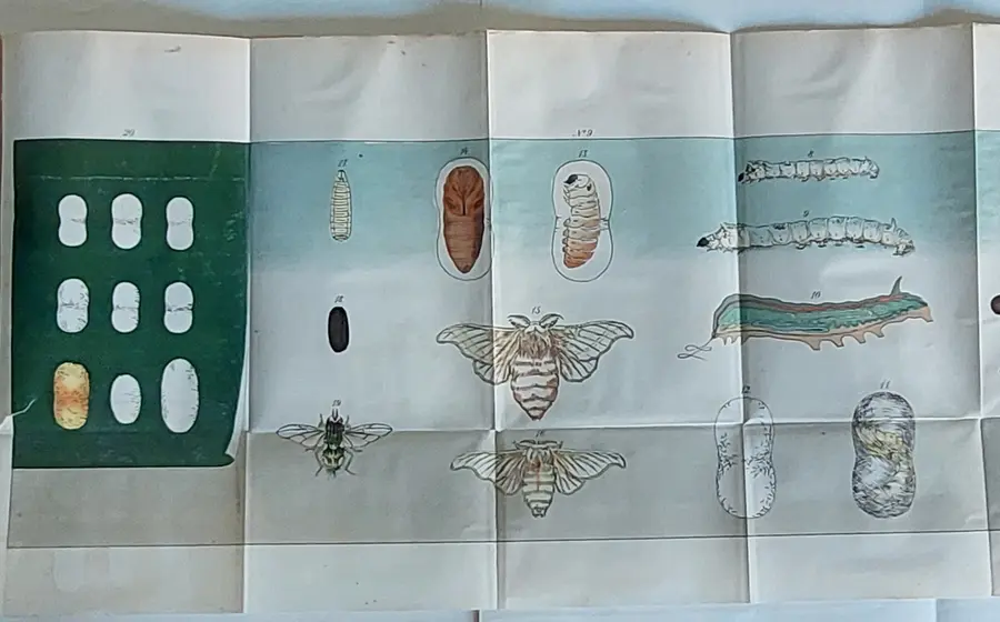 Ilustración que muestra las diferentes etapas del ciclo de vida del gusano de seda, un elemento clave en la historia de la sericultura en Oaxaca.