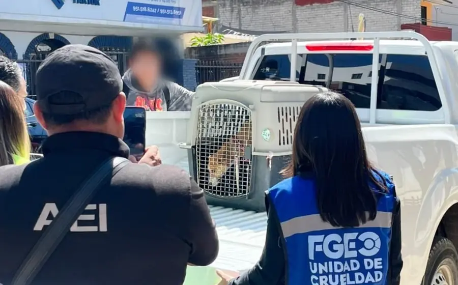 Imagen de los dos perros que fueron rescatados de una azotea en Pueblo Nuevo, donde se encontraban viviendo en condiciones precarias.
