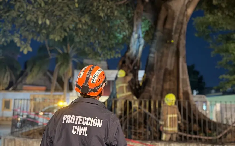 El histórico árbol plantado por Morelos es incendiado por segunda vez, mostrando llamas y humo emanando de su tronco principal.