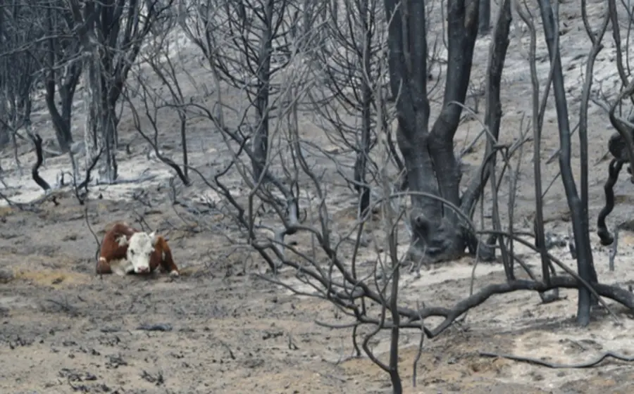 Imagen del devastador incendio forestal en el Parque Nacional Los Alerces, uno de los focos más graves que arrasan la Patagonia argentina.
