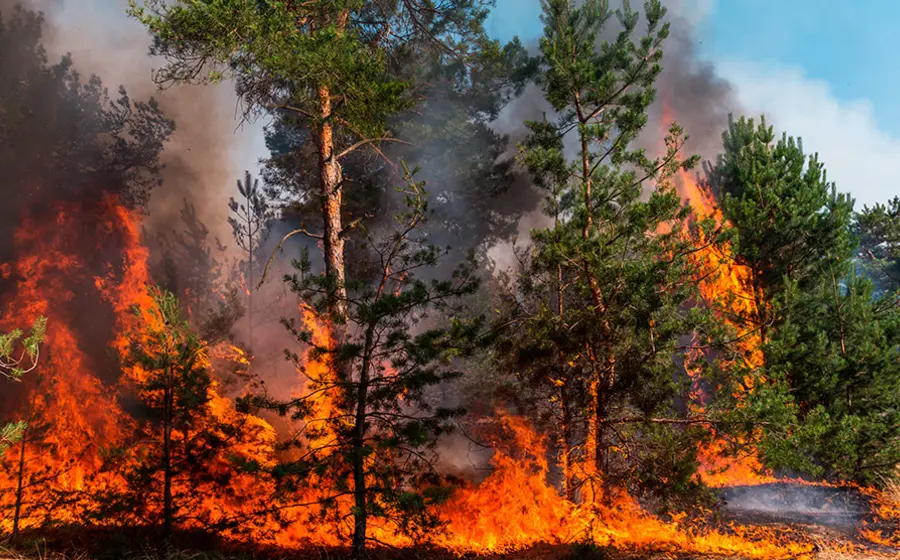 Un bosque en Oaxaca en riesgo de incendios forestales, de los cuales el 96% son provocados por actividades humanas cotidianas en la región.