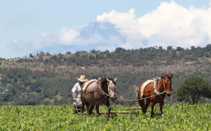 Productores de granos básicos reciben incentivos económicos como parte de un programa de apoyo gubernamental que ha dispersado más de 194 millones de pesos.