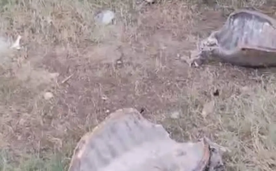 Caparazones de tortugas marinas descarnados y abandonados en la arena, evidencia de la matanza ilegal ocurrida en las costas de Tonameca.