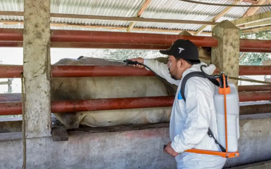 Personal de Senasica implementa un plan emergente de vigilancia intensiva en el norte del país para combatir los casos de gusano barrenador.