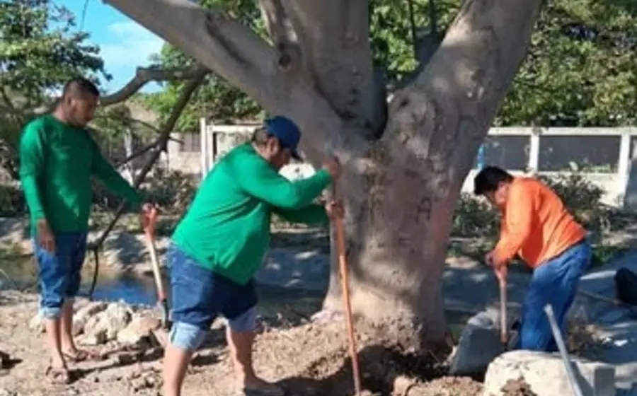 Las raíces de un árbol perforaron dos líneas de distribución de agua potable, motivo de la suspensión del servicio en Juchitán.
