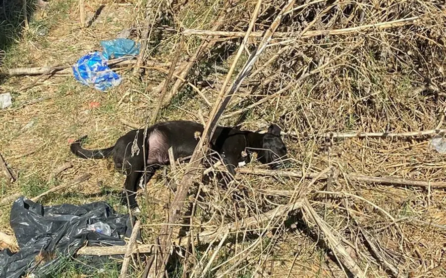 Una mascota recibe la vacuna contra la rabia, una enfermedad viral que ataca el sistema nervioso y cuya prevención salva vidas.