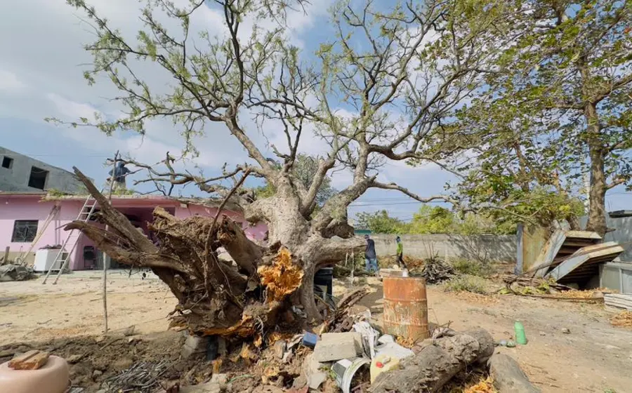 Autoridades atienden las afectaciones causadas por los vientos del frente frío en Ixtaltepec, como parte de la respuesta a más de 20 reportes ciudadanos.