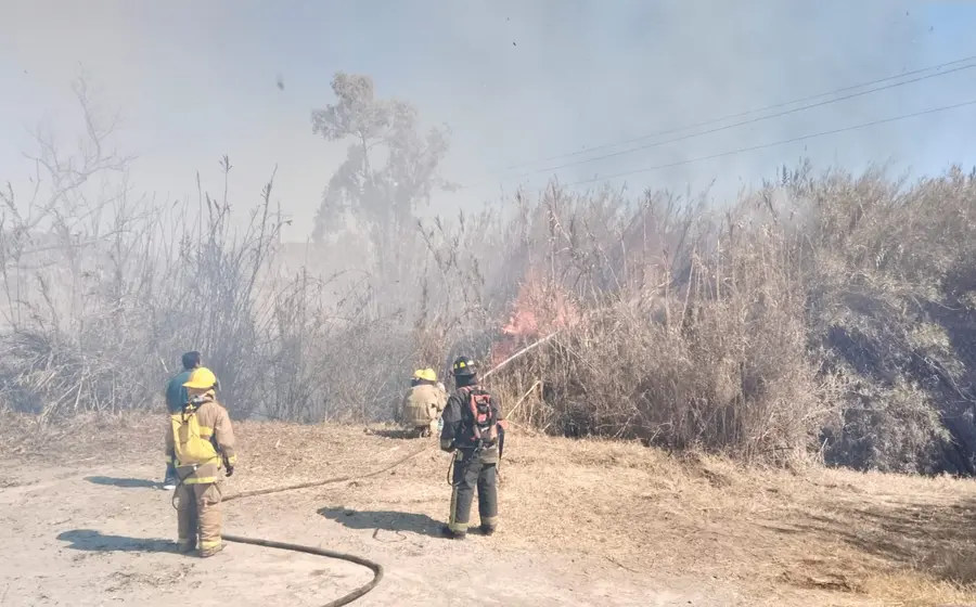 Varias especies de animales y aves yacen en el suelo, víctimas del devastador incendio forestal que ocurrió en Tlacolula.