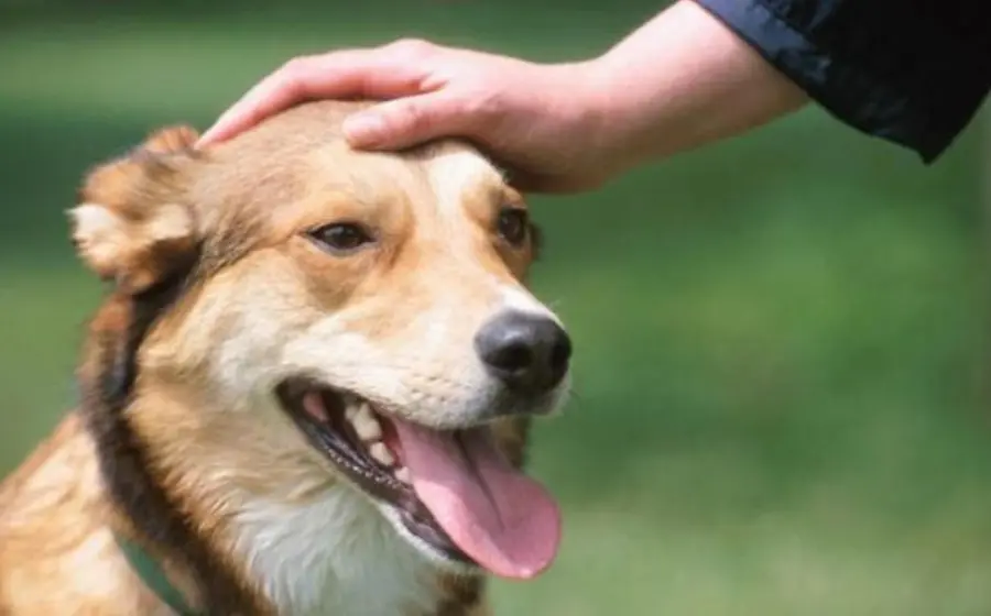 Una mano acaricia con ternura a un perro que parece relajado, ilustrando el poder del contacto físico para reducir el estrés y fomentar el apego.