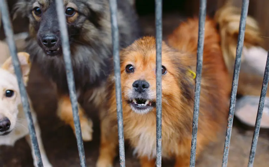 Legislatura da golpe al maltrato animal con reforma histórica.