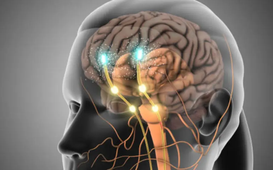 Ilustración conceptual del cerebro humano mostrando cómo la memoria integra la experiencia pasada para realizar predicciones sobre el futuro, según hallazgos científicos.