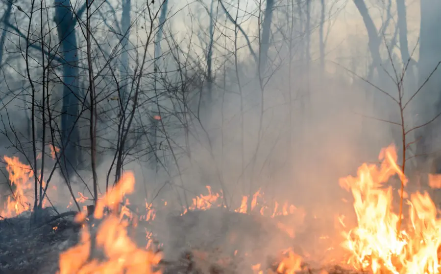 Un devastador incendio forestal consume la vegetación en la región de la Costa o el Istmo de Oaxaca, generando una densa columna de humo.