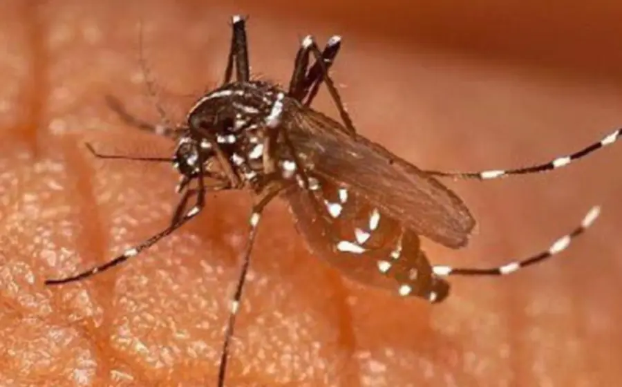 Ilustración del mosquito Aedes aegypti, transmisor del dengue, posado sobre un recipiente con agua limpia, un criadero común que el IMSS Oaxaca pide eliminar.