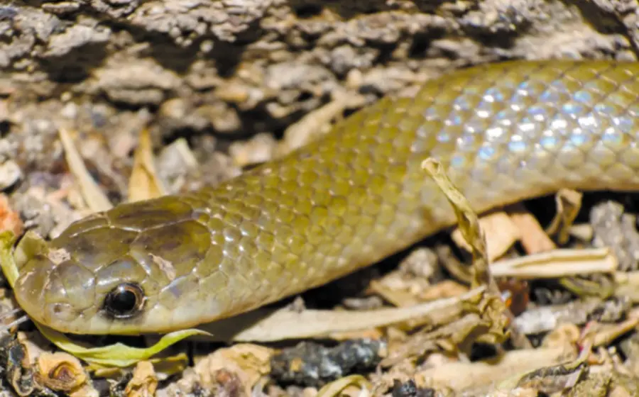 La serpiente Yakacoatl tlalli, una nueva especie, muestra su distintiva escama en forma de pala que le permite excavar en suelos secos.