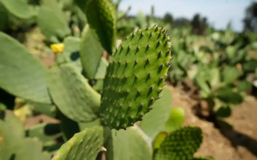 Campo de cultivo de nopal en Milpa Alta, alcaldía que produce casi el 40 % del llamado 'oro verde' que consume la Ciudad de México.