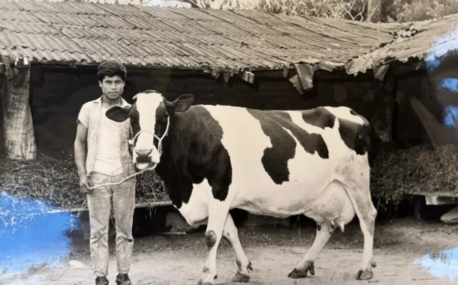 Una vaca lechera de ordeña tradicional, cuya leche se destina a la elaboración artesanal de productos lácteos como el queso y quesillo.