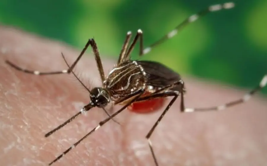 Brigadas recorrerán municipios para reducir criaderos del mosquito.