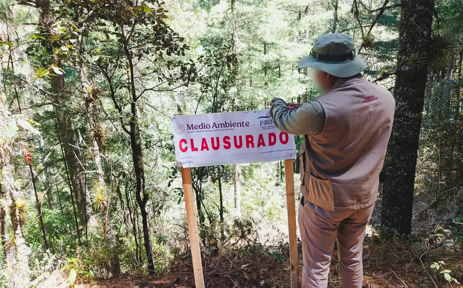 Más de mil árboles en bosque mesófilo de montaña resultaron afectados.
