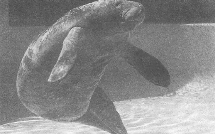 Su longevidad supera con creces la media de 30–40 años de la especie.