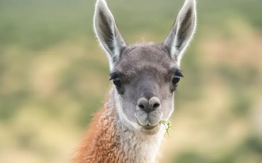 El guanaco habita desde Perú hasta el extremo sur del continente.