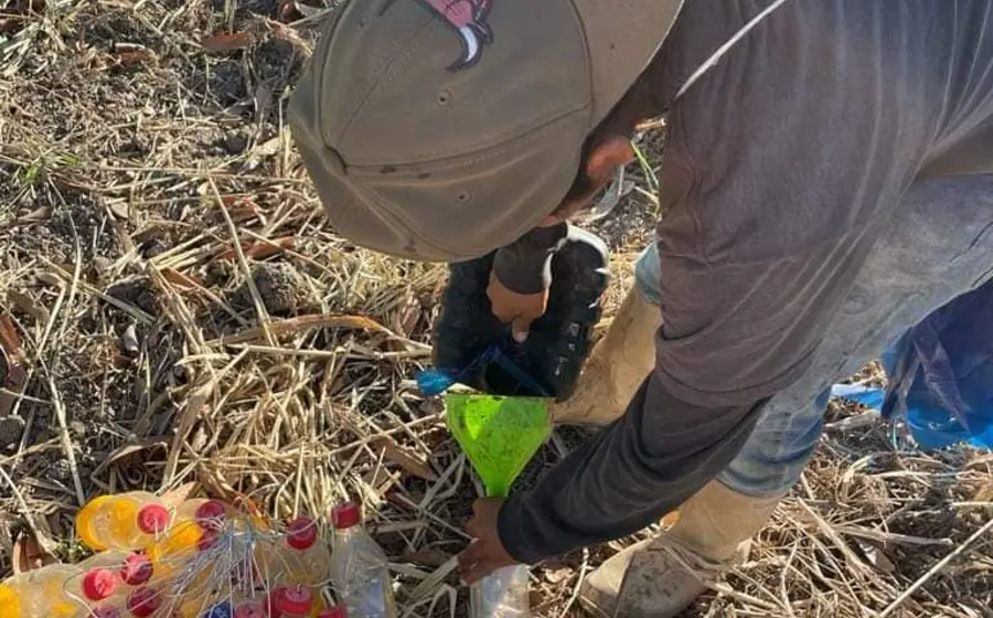 Actualmente se realiza la recolección y entierro de frutos infestados