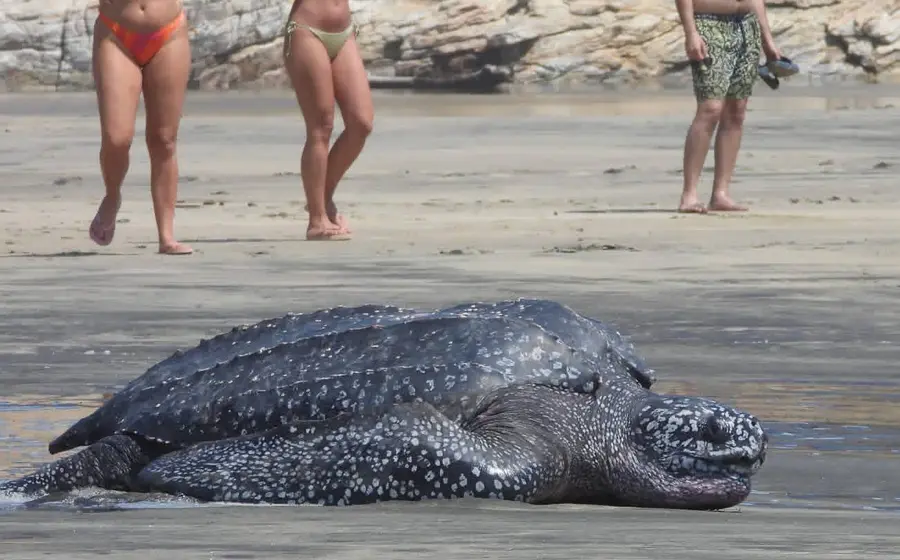 La tortuga quedó varada en una laguna.