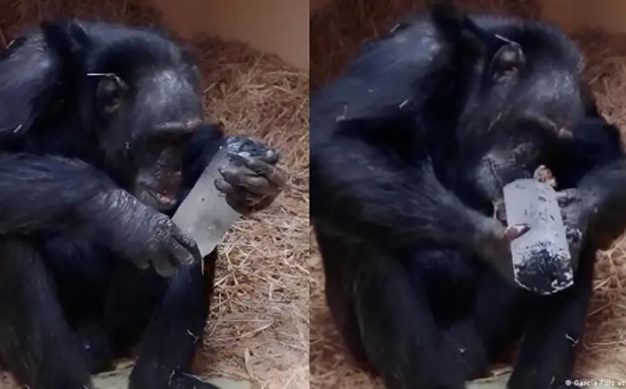 Un chimpancé examina con atención y curiosidad un cristal, un comportamiento que revela la fascinación que une a primates y humanos.