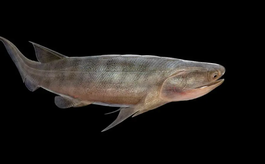 Ilustración del fósil Eosteus chongqingensis, una especie hallada en China y considerada el pez óseo más antiguo del mundo hasta la fecha.
