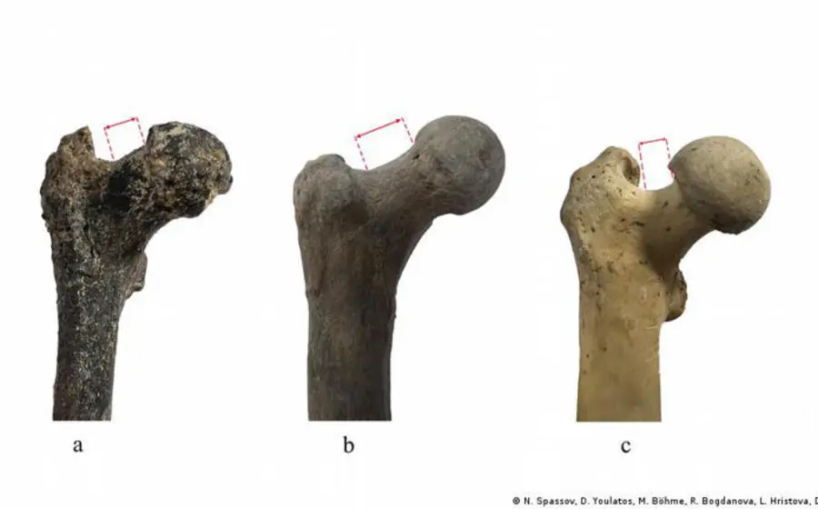 El hallazgo óseo de 7.2 millones de años encontrado en Bulgaria, una pieza clave que podría reescribir la historia del origen humano.