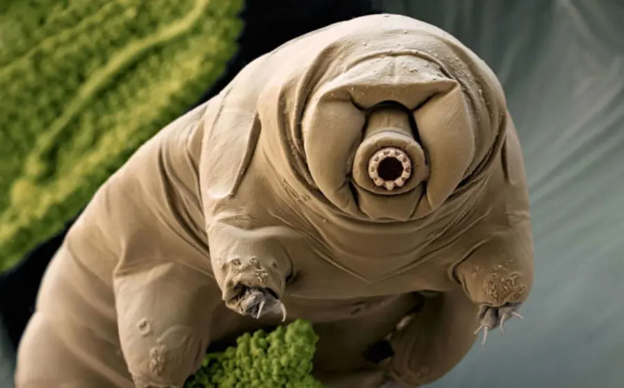 Un tardígrado, también conocido como oso de agua, es un animal microscópico capaz de sobrevivir en las condiciones más extremas.