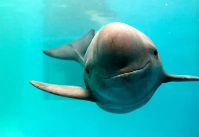 Inician nueva misión para salvar a la vaquita marina en el Golfo de California.