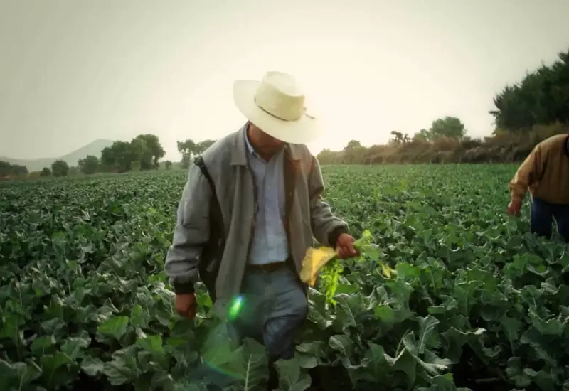 ¡Corre el tiempo! Productores tienen hasta el 29 de mayo para reinscribirse.