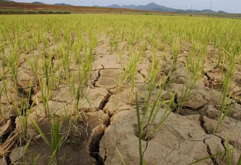 Sequía “inusual” enciende alarmas alimentarias en Corea del Norte.