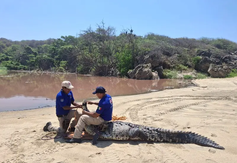 Mar de fondo moviliza a cocodrilos y activa operativos en Oaxaca.